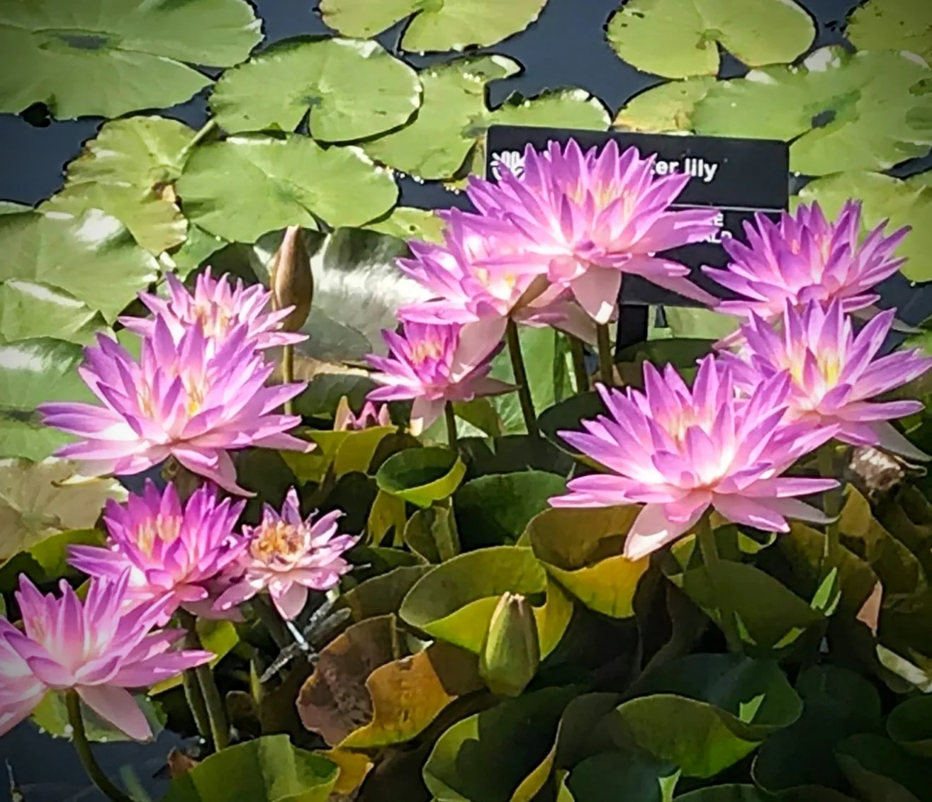 Purple Hardy Water Lilies for Sale