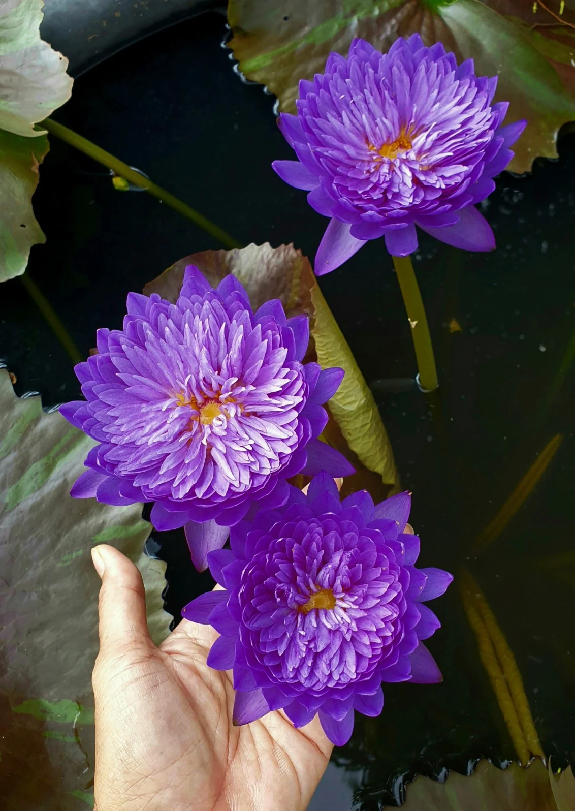 New & Rare Water Lilies