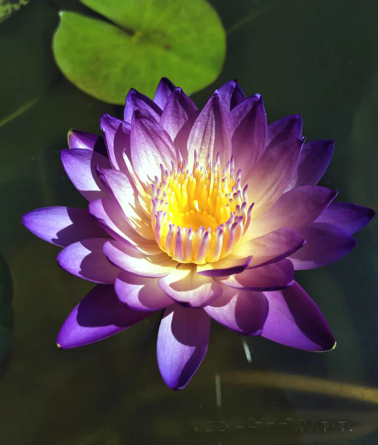 New Water Lilies for Sale