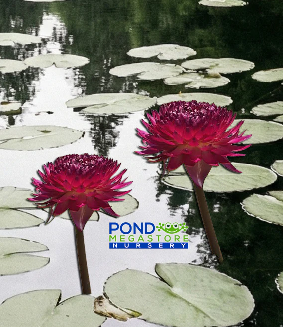 All Waterlilies For Sale